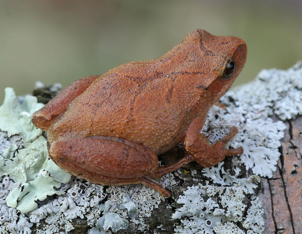 Spring Peeper